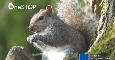 OneSTOP partners organise activity/workshop for the Iberian Week of Invasive Species 2025