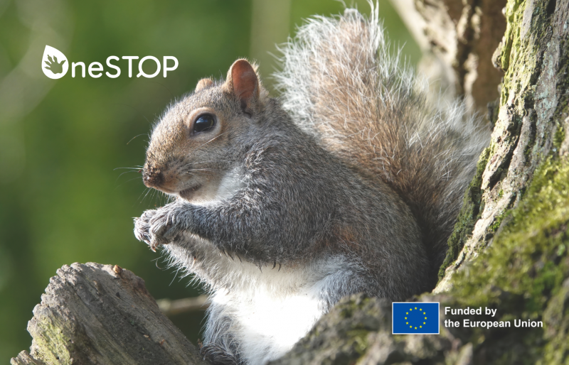 OneSTOP partners organise activity/workshop for the Iberian Week of Invasive Species 2025