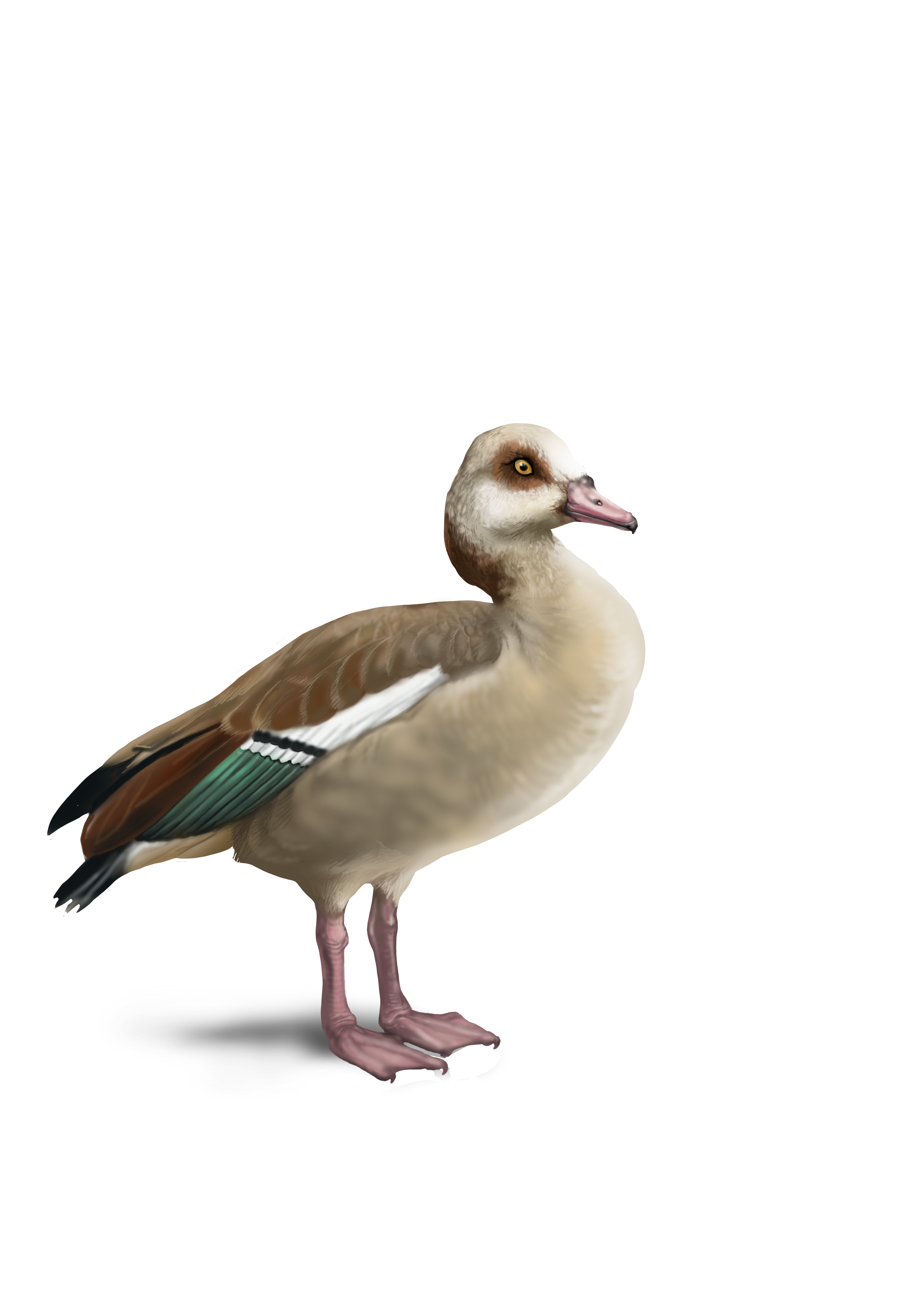 IAS Scientific Illustrations