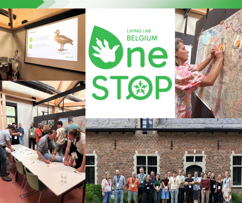 OneSTOP launches Belgian Living Lab to advance invasive species monitoring