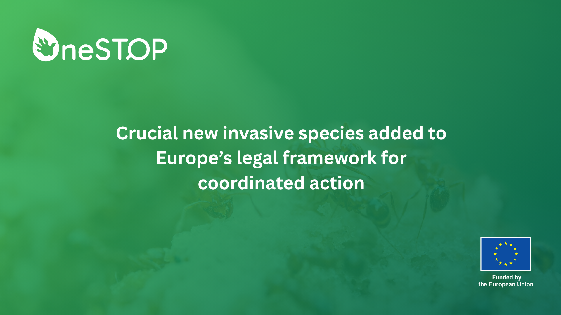 Crucial new invasive species added to Europe’s legal framework for coordinated action