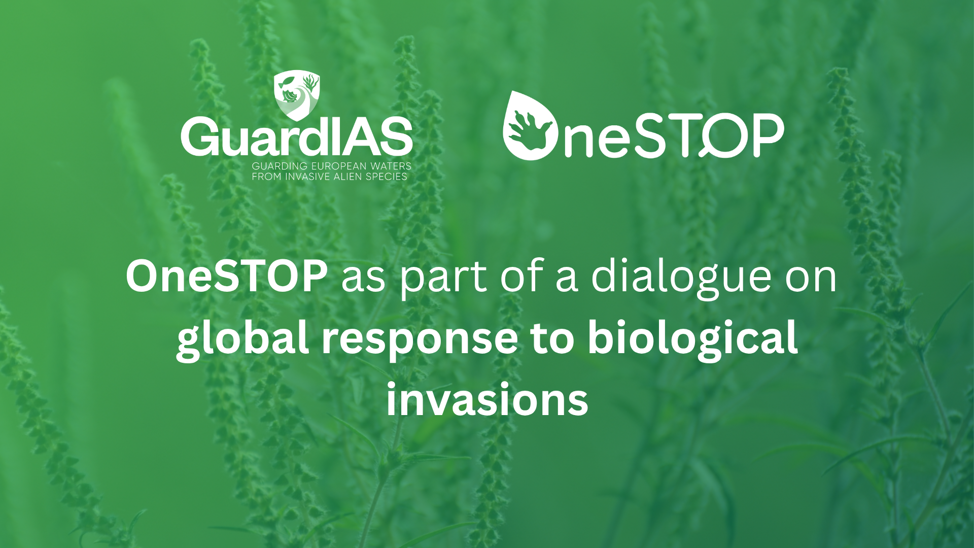 Key takeaways from recent webinar on global response to biological invasions